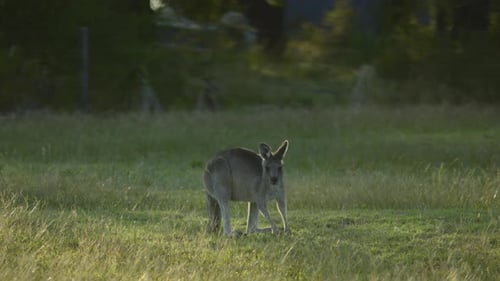 Känguru weidet auf einer Wiese