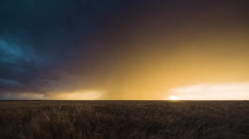 Ein Weizenfeld schwankt im starken Wind unter einem farbenfrohen, stürmischen Sonnenuntergang.