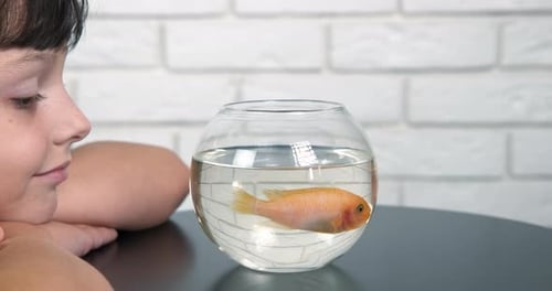 Fish Pet in Home Aquarium