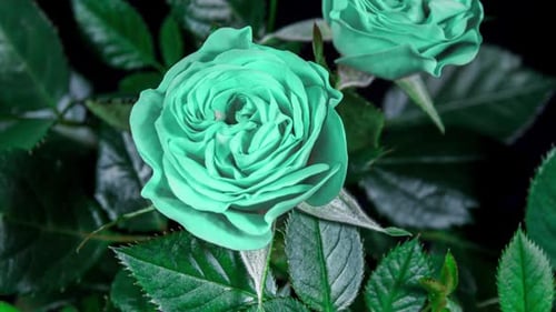 Rosa verde: flor aberta em lapso de tempo sobre folhas e fundo preto. O broto se abre e floresce