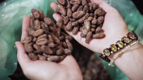 Mãos deixando cair cápsulas de cacau em um saco verde - Close Up