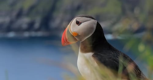 Atlantic puffin (Fratercula arctica), on the rock on the island of Runde (Norway).