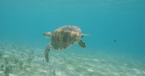 A graceful sea turtle glides peacefully over a shallow seagrass bed in clear tropical waters,