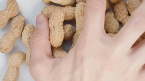 Peanuts in the Shell Fall onto a White Background. Top View, Slow Motion.