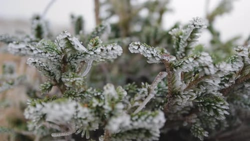 Roll shot left to right of pine branches with ice on them