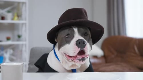 A Dapper Dog in a Hat and Tie Adds Humor and Charm to a Video