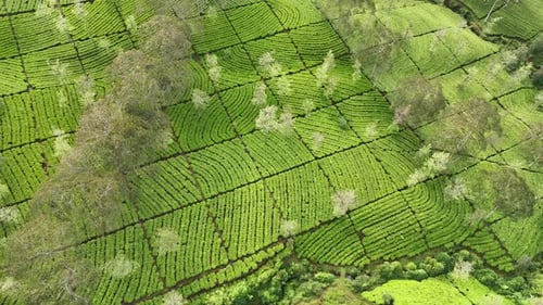Beautiful aerial view of tea fields arranged in perfect rows.