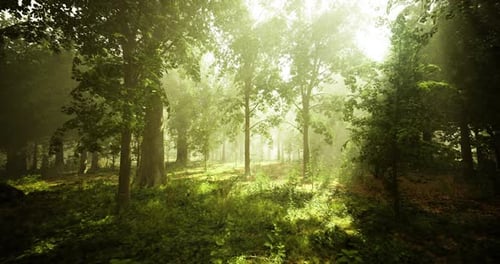 Light Filters Through Trees Creating a Serene Atmosphere in a Forest Glade