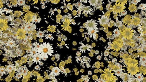 Explosion von Gänseblümchen und Blütenblättern auf Alpha