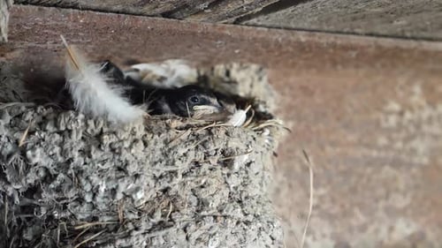 P38. Little swallows in a nest built in the utility room.