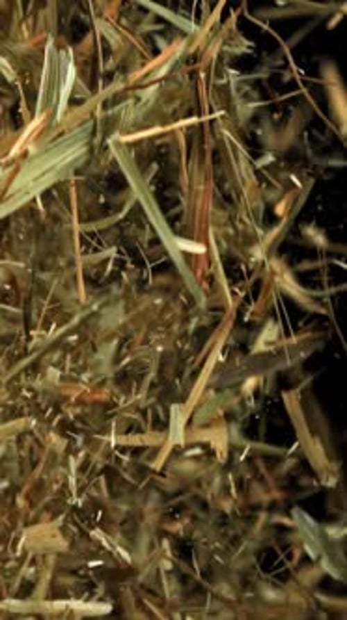 Hay Flies and Falls on a Black Background Filmed on a Highspeed Camera at 1000 Fps