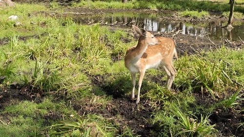 Graceful Young Fallow Deer Wandering Through Lush Grass By a Serene Pond