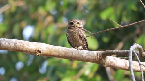 Alert Owl Perched on Branch Against Green Foliage Backdrop Wildlife
