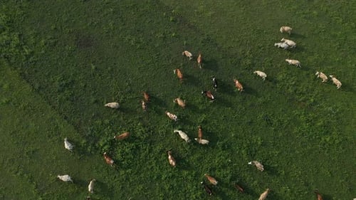 Aerial View of Herd of Cows on Grazing