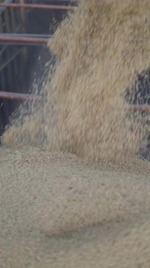 Super slow motion shot of many freshly harvested grains of rice falling into a cargo truck