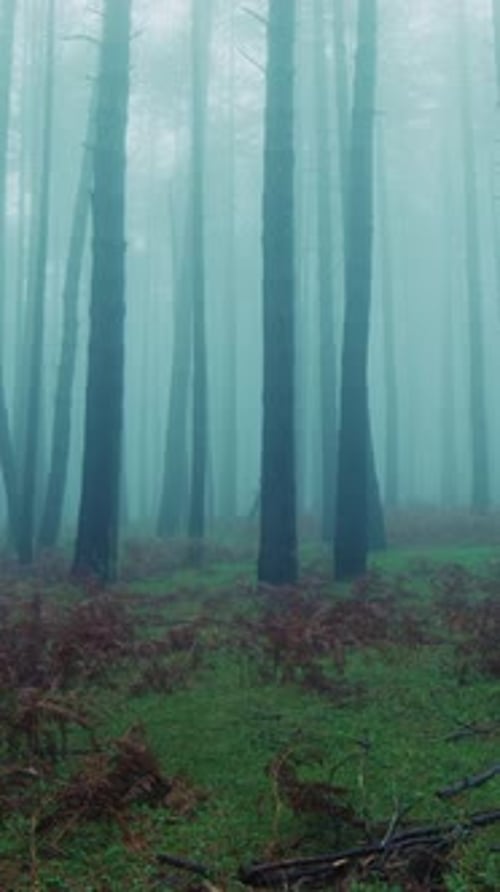 Man Runs Away in Terror Through Fog of Trees Silhouette In Mountain Forest