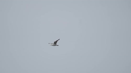 Seagull Gliding Silently Through the Cloudy Sky