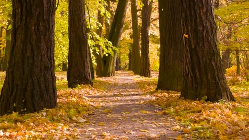 Sunny Day In The Autumn Park