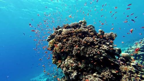 Tropical underwater sea fishes, Coral reef marine scenic view