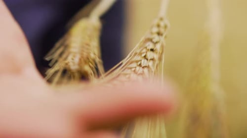 Hands Holding Wheat Stalks in Golden Field