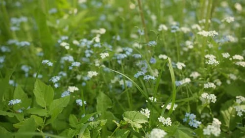 Forget-Me-Nots in a Summer Meadow