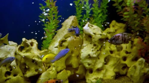 Multicolored Fish in the Aquarium Domestic Fish Swims A Pet
