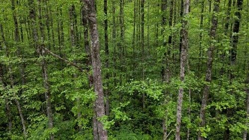 Erlenwald
