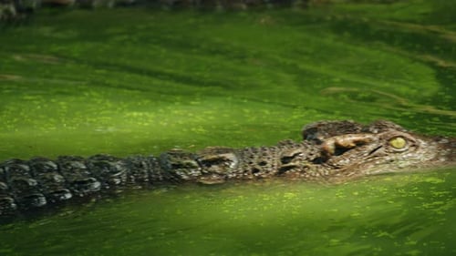 Nahaufnahme eines siamesischen Krokodilkopfes, der aus grünem Teichwasser auftaucht, strukturierte Schuppen und scharfe Zähne