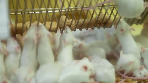 Documenting the daily activities of a laboratory mouse in a research setting.