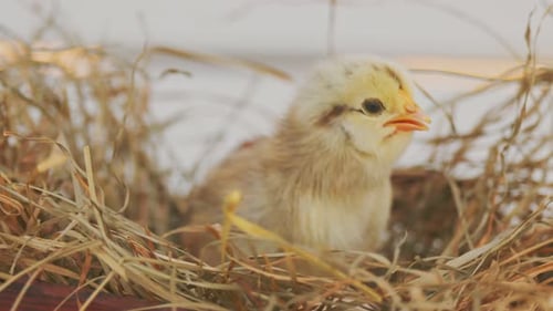 Adorable Yellow Chick Nestled in Straw Peeping
