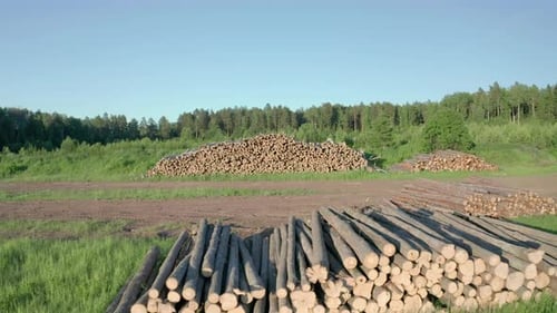 Cut logs of birch on the green meadow in the forest