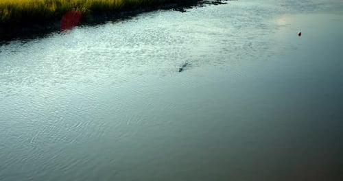 Alligator swimming smoothly through South Carolina marsh wetlands ecosystem
