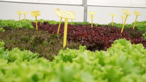 Smart Hydroponic Farm Grows Crisp Lettuce Without Soil Pesticides Greenhouse
