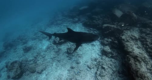 Large Tiger Shark Swimming in Blue Ocean Diving with Tiger Sharks in Maldives