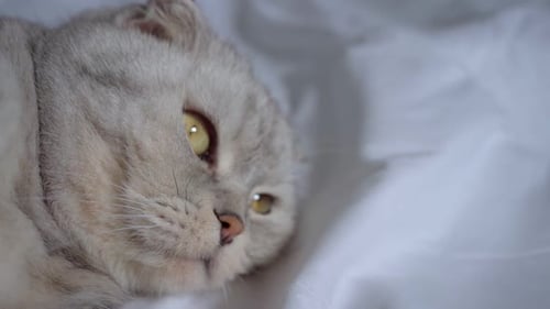 Cute Scottish Fold Cat Resting on Bed