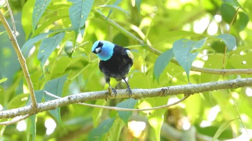 Perching Blue-necked Tanager Bird During Summertime At Tropical Forest Of Colombia. Closeup Shot