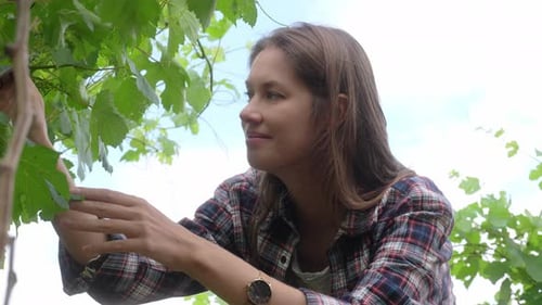 Female Farmer Checking Crop of Grapes on Ecological Farm.