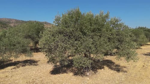 Olive Trees 213