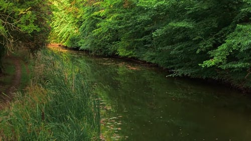 Shimmering River Running Beside Narrow Forest Path Lined with Tall Reeds Calm Autumn Stream