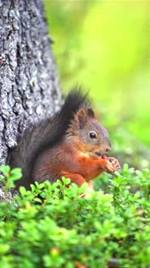 close up portrait of squirrel eating nuts
