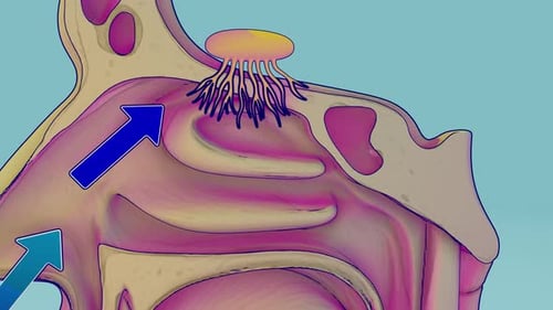 3D Human Nasal Cavity Airflow Medical Anatomy Animation