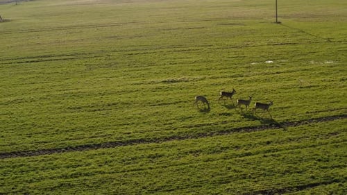 Roe deer walking on green agricultural field, flying backwards. Aerial view.