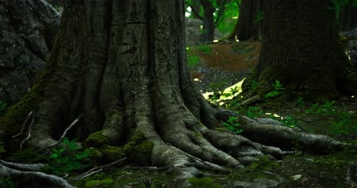 Ancient Tree Roots Emerge From the Forest Floor in a Serene Woodland Setting