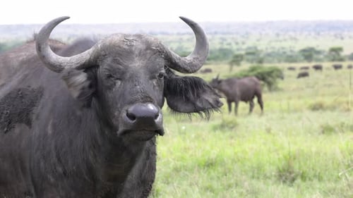 Zeitlupen-Nahaufnahme eines afrikanischen Büffels, der in die Masai Mara Savannah1 starrt