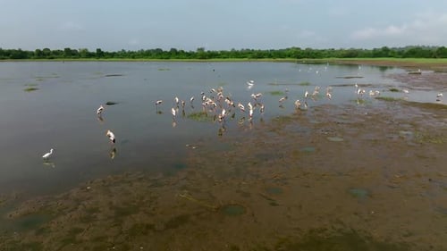 Sri Lanka painted storks clustered on wet mud