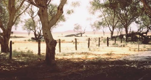 Serene Australian Outback Landscape with Eucalyptus Trees