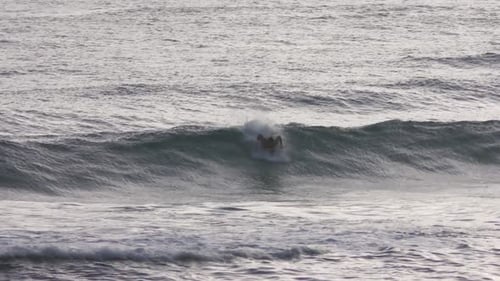 Surfer Rides Wave in the Ocean