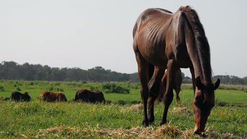 Focus on right horse grazing with group of horses laying in background.