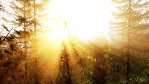 Sunlight Streaming Through the Trees in a Picturesque Forest