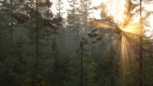 Sunlight Streaming Through the Dense Forest